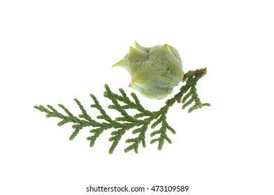 Branch Of Juniper  With Berries ( Juniperus Communis) Isolated On White