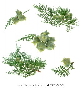 Branch Of Juniper With Berries ( Juniperus Communis) Isolated On White