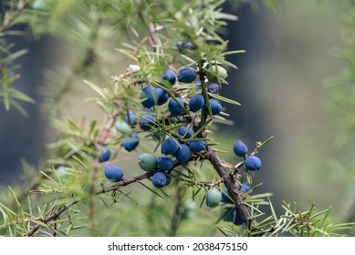 Branch Of The Juniper Shrub (Juniperus Communis) Wit Ripe Berries (cones)