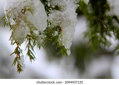 Branch of a juniper with slightly wet snow. Selective focus. High quality photo