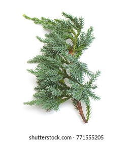 81 Juniperus Horizontalis Blue Chip Images, Stock Photos & Vectors ...