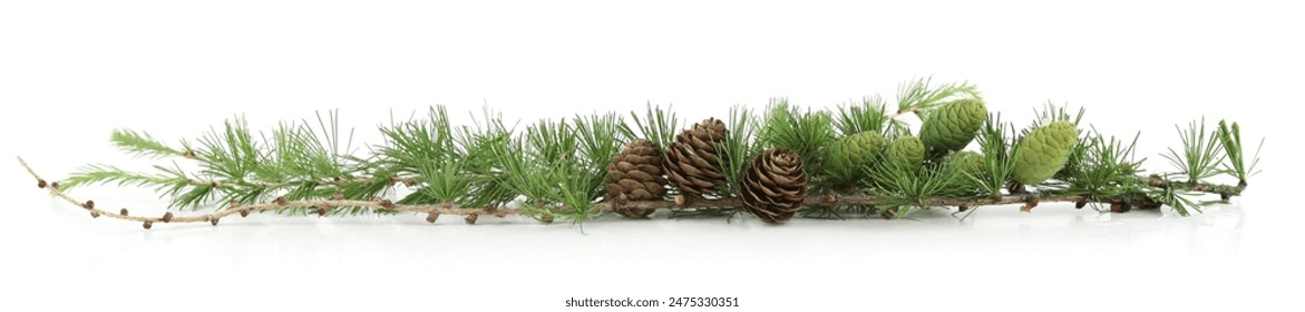 Branch of Larch with cones isolated on white background. Border of coniferous tree Larch branch with green and dried cones. - Powered by Shutterstock