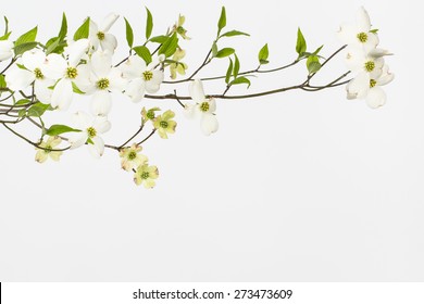 Branch With Large White Blossoms On Wild Dogwood Tree In North Carolina. Close Up Image With White Background. Likely Cornus Florida. Small Inconspicuous Flowers Surrounded By Four Large White Bracts.