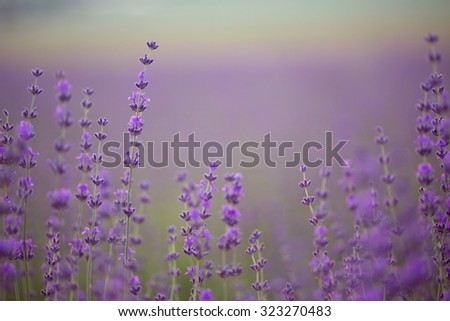 Similar – Image, Stock Photo Purple Lavender Field In Summer