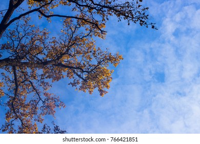branch leaf sky