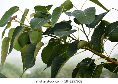 Branch And Leaves Of The Holy Peepul Tree