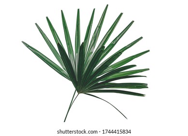 Palm Leaf Isolate White Background Clipping Stock Photo (Edit Now ...