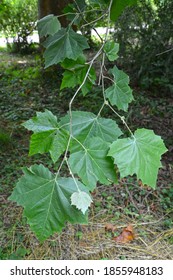 Branch with leaves of maple platan (Platanus × hispanica Mill. ex Münchh.)