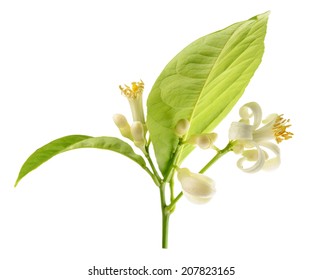 Branch Of A Lemon Tree With Flowers Isolated On A White Background 