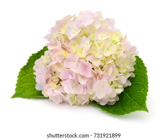 Branch Of Light Blue Hydrangea Flowers Isolated On White