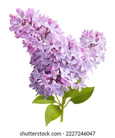 Branch of lilac branches. Lilac flowers. Beautiful lilac. - Shutterstock ID 2227246047