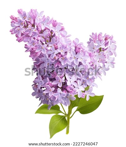 Branch of lilac branches. Lilac flowers. Beautiful lilac.