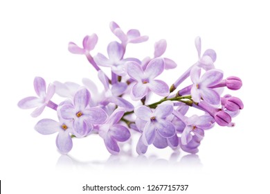 Branch of lilac close-up isolated on white background