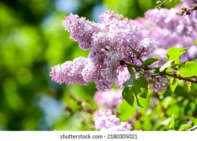 A branch of lilac on a bush. Lilac flowers. Lilac in summer. Lilac bush - Shutterstock ID 2180305021