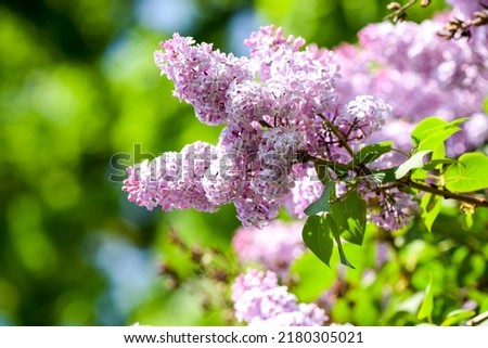 A branch of lilac on a bush. Lilac flowers. Lilac in summer. Lilac bush