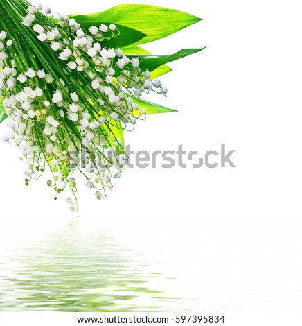 Similar – Foto Bild Convallaria majalis