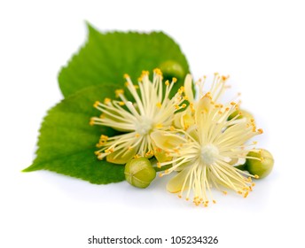 branch of linden flowers on a white background