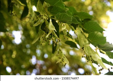 A Branch Of Linden Tree. Tilia Americana