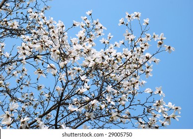 branch of magnolia on sky background