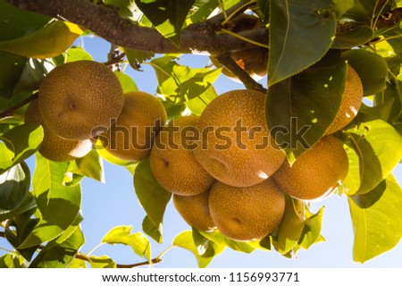 rare asian pear tree Tiny hairy muff