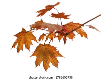 Branch of maple tree with autumn maple-leafs isolated on white background