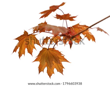 Branch of maple tree with autumn maple-leafs isolated on white background
