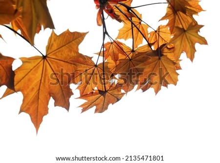 Branch of maple tree with autumn maple-leafs isolated on white background. Selective focus.