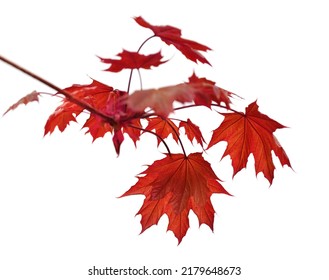 Branch of maple tree with red autumn maple-leafs isolated on white background