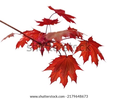 Branch of maple tree with red autumn maple-leafs isolated on white background