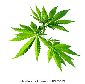 87,956 Marijuana Leaf On White Images, Stock Photos & Vectors ...