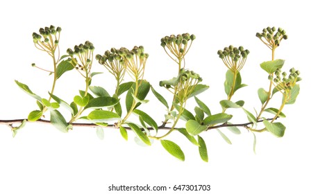 Branch Of Meadowsweet Or Spiraea With Buds And Green Foliage Isolated On White Background