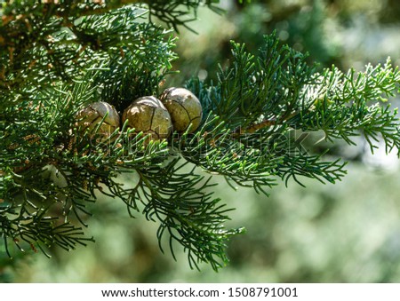 Branch of Mediterranean cypress with round cones seeds against sun on blurred spring green bokeh. Cupressus sempervirens, Italian cypress or pencil pine in city of Tuapse. Soft selective focus