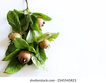 Branch with medlars fruit and medlars isolated on a white background. Healthy autumn fruit. Mespilus germanica. - Powered by Shutterstock