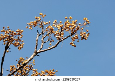 A Branch Of Melia Azedarach, Commonly Known As The Indian Lilac.