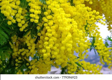 Branch Of Mimosa Tree With Flowers.