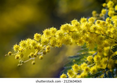 13,307 Wattle Plants Images, Stock Photos & Vectors 