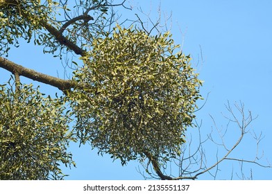 Branch of mistletoe with green leaves and white ripe berries on a tree.