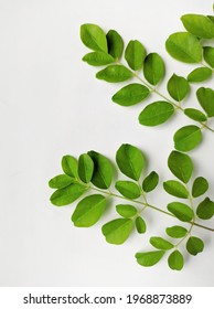 A Branch Of The Moringa Plant Isolated On White Background