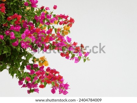branch of multicolored Paper Flower ( Bougainvillea hybrid ) with white wall background