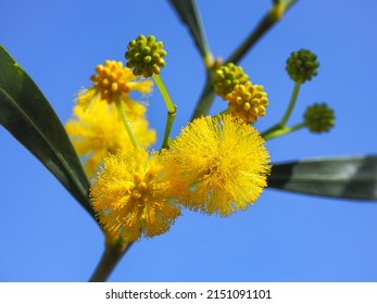 Branch With Narrow Leaves And Bright Yellow Inflorescences In Ball-like Structure, Close Up. Acacia Pycnantha Or Golden Wattle Plant Is Shrub In The Subfamily Mimosoideae Of Pea Family Fabaceae. 