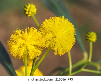 Branch With Narrow Leaves And Bright Yellow Inflorescences In Ball-like Structure, Close Up. Acacia Pycnantha Or Golden Wattle Plant Is Shrub In The Subfamily Mimosoideae Of Pea Family Fabaceae. 