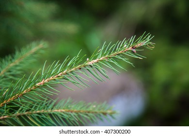 Branch of new year fir