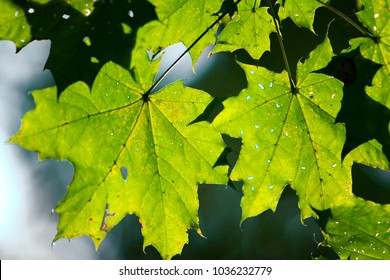 Branch Norway Maple Tree Spotted Leaves Stock Photo Edit Now