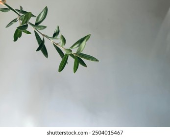 Branch olive tree in grey wall. - Powered by Shutterstock