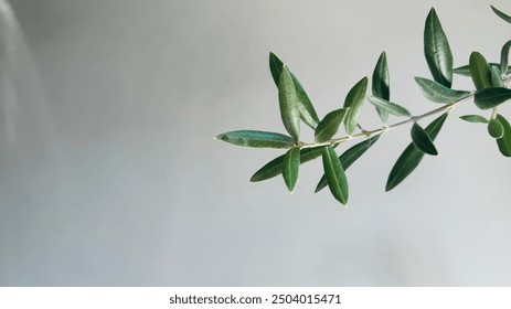 Branch olive tree in grey wall. - Powered by Shutterstock