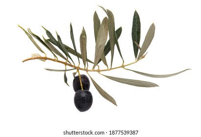 branch with olives isolated on white background