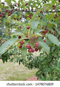 Branch On Crabapple Tree Bursting Dark Stock Photo 1478076809 ...