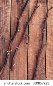 branch on wooden background