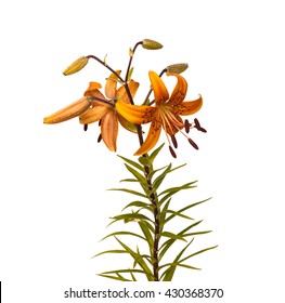 The branch of orange  lilies Asian hybrids with buds and a blossoming flower on a white background isolated