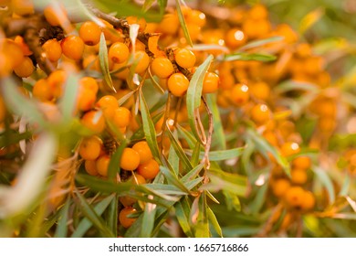 Sea Buckthorn Tree Images Stock Photos Vectors Shutterstock